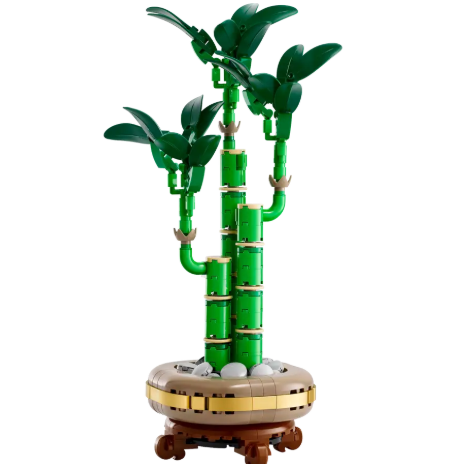 Lucky Bamboo