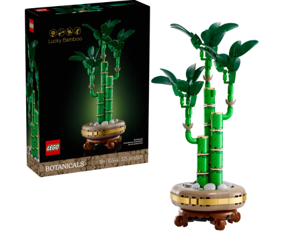 Lucky Bamboo